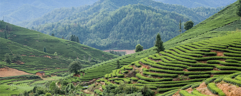 武夷山风光茶山.jpg